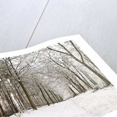Snow covered footpath in the forest by Assaf Frank